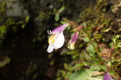 Mazus alpinus