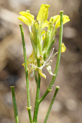 Erysimum andrzejowskianum