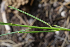 Erysimum andrzejowskianum