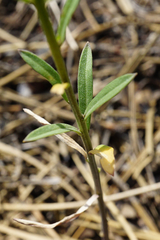 Erysimum andrzejowskianum