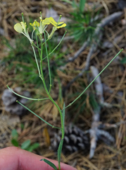 Erysimum andrzejowskianum