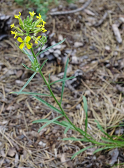 Erysimum andrzejowskianum