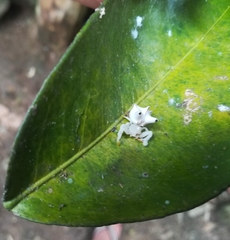 Epicadus heterogaster