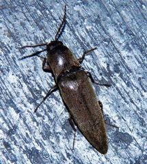 Elaterini