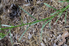 Erysimum andrzejowskianum