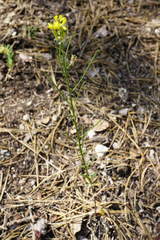 Erysimum andrzejowskianum