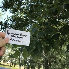 Populus nigra