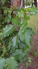 Populus