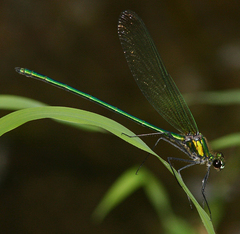 Calopteryx angustipennis