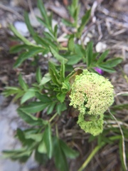 Angelica morrisonicola