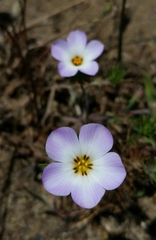 Leptosiphon grandiflorus