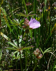 Sidalcea calycosa rhizomata