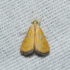 Xanthophysa psychicalis