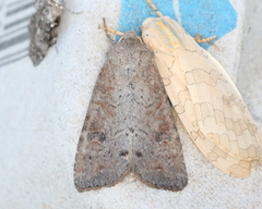 Apamea alia