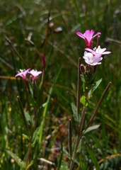 Epilobium ciliatum watsonii