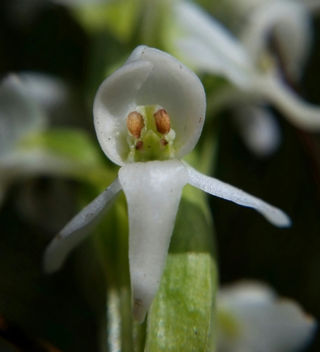 white bog orchid