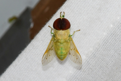 Chlorotabanus