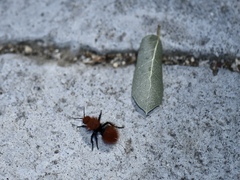 Dasymutilla californica