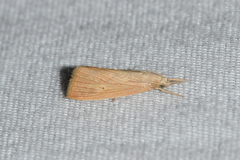 Diatraea