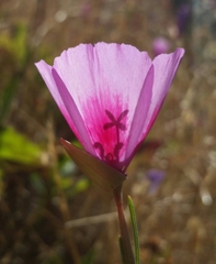 Clarkia gracilis sonomensis