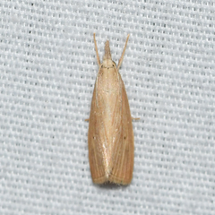 Diatraea