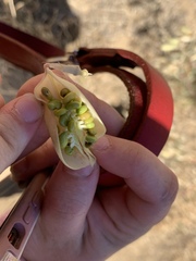 Astragalus asymmetricus