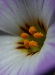 Leptosiphon grandiflorus