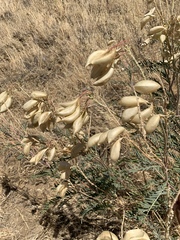 Astragalus asymmetricus