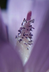 Sidalcea calycosa rhizomata