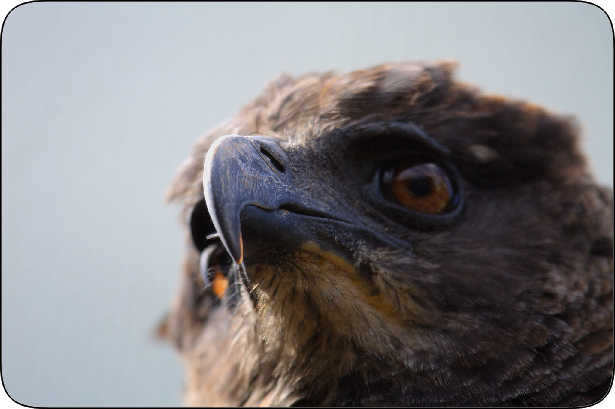 Águila monera (Morphnus guianensis) · ArgentiNat