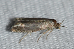 Epiblema minutana