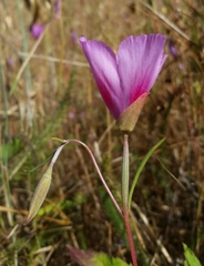 Clarkia gracilis sonomensis