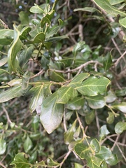 Psydrax obovata elliptica