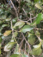 Psydrax obovata elliptica