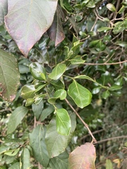 Psydrax obovata elliptica