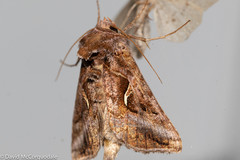 Autographa rubidus