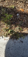 Euphorbia hyssopifolia image