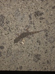 Tarentola delalandii