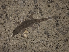 Tarentola delalandii