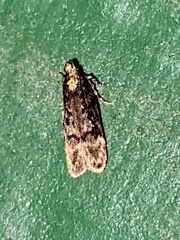 Martyringa latipennis