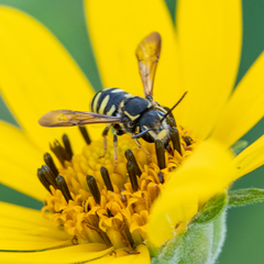 Paranthidium jugatorium