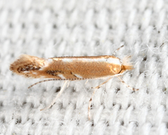 Cameraria quercivorella