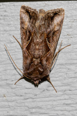 Autographa rubidus