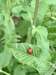 Harmonia axyridis