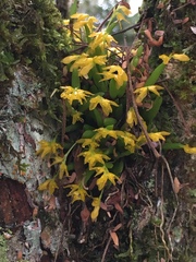 Acianthera sonderiana