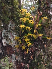 Acianthera sonderiana