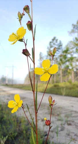 savannah primrose-willow (Ludwigia virgata)