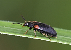 Mycetochara binotata