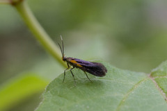 Mathildana newmanella