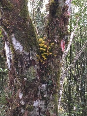 Acianthera sonderiana
